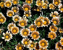 Tapeta Nature Flowers 241.jpg